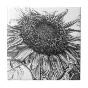 Giant Sunblommor Vintage Black and White Art Art Kakelplatta