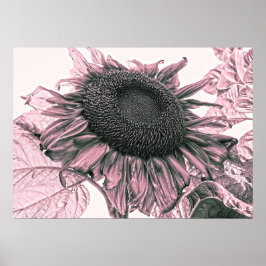Giant Sunblommor Vintage  Rosa Art Poster