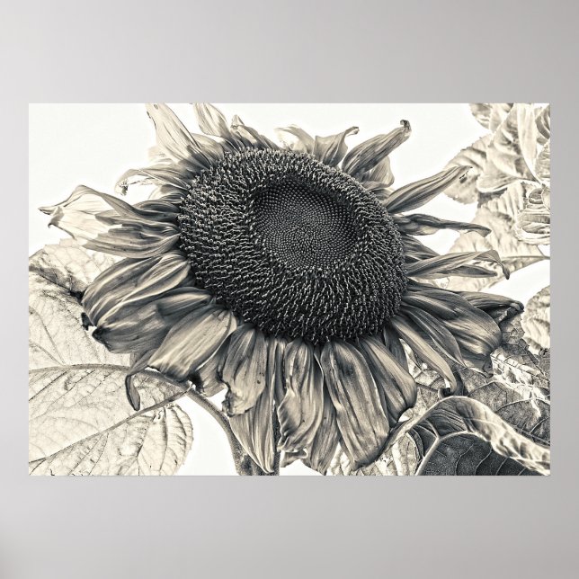 Giant Sunblommor Vintage Sepia Botanical Art Poster (Framsidan)