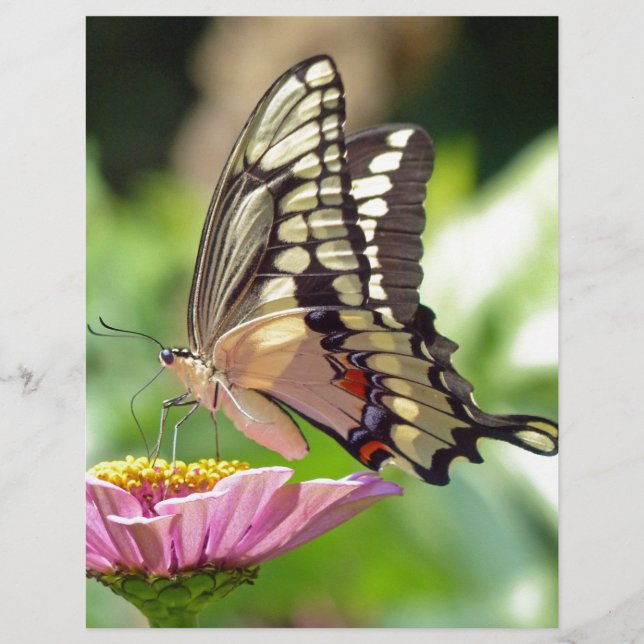 Giant Swallowtail Butterfly (Framsida)
