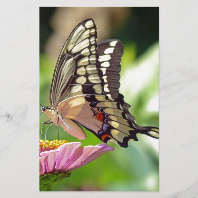 Giant Swallowtail Butterfly Brevpapper (Framsida)