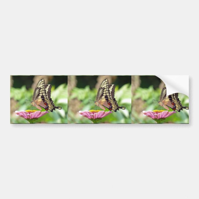 Giant Swallowtail Butterfly Bumper Sticker Bildekal (Framsidan)