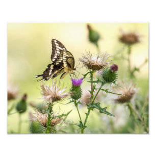 Giant Swallowtail Butterfly Fototryck
