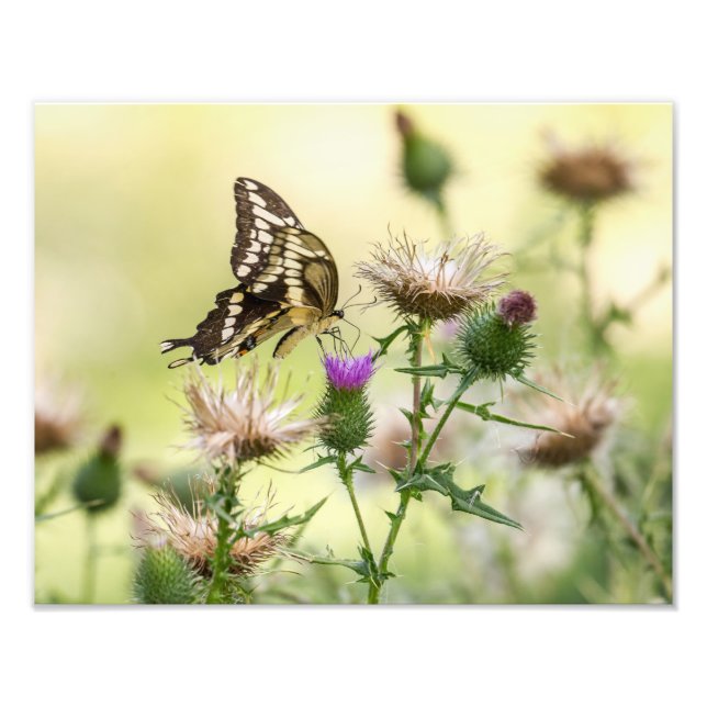 Giant Swallowtail Butterfly Fototryck (Framsidan)