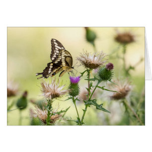 Giant Swallowtail Butterfly OBS Kort