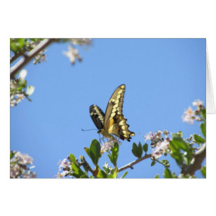 Giant Swallowtail Butterfly OBS Kort