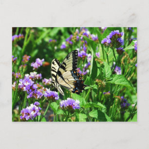 Giant Swallowtail Butterfly on Lila Statice Vykort
