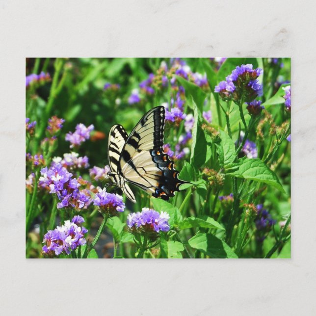 Giant Swallowtail Butterfly on Lila Statice Vykort (Framsida)