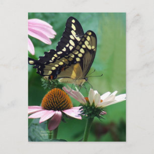 Giant Swallowtail Butterfly på Flowers Vykort