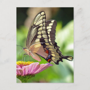 Giant Swallowtail Butterfly Vykort