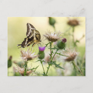 Giant Swallowtail Butterfly Vykort