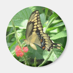 Giant Swallowtail Magnet