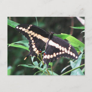 Giant Swallowtail-vykort Vykort
