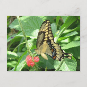 Giant Swallowtail-vykort Vykort