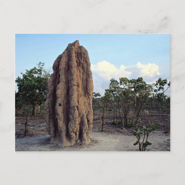 Giant termite mound, Northern Territory, Australie Vykort (Framsida)