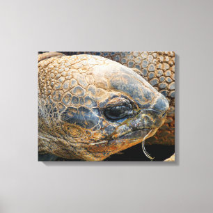 GIANT TORTOISE CANVASTRYCK