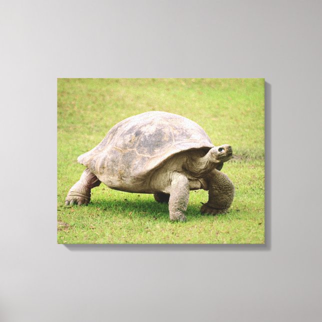 Giant Tortoise går på gräs Canvastryck (Framsida)