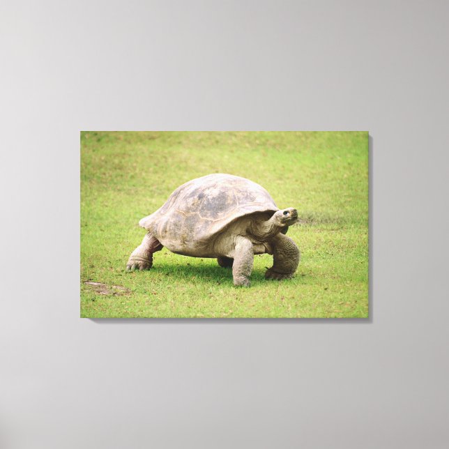 Giant Tortoise går på gräs Canvastryck (Framsida)