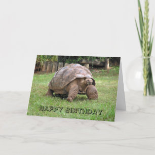 Giant Tortoise-hälsningskort Kort