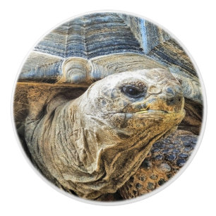GIANT TORTOISE KNOPP