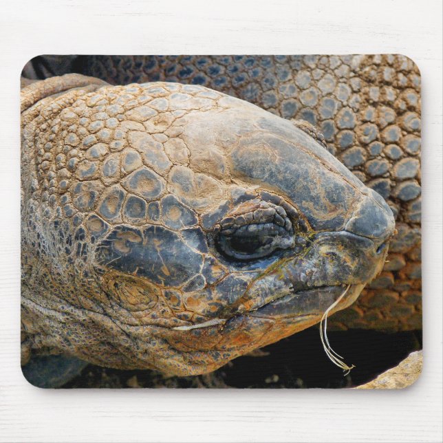 GIANT TORTOISE MUSMATTA (Framsidan)