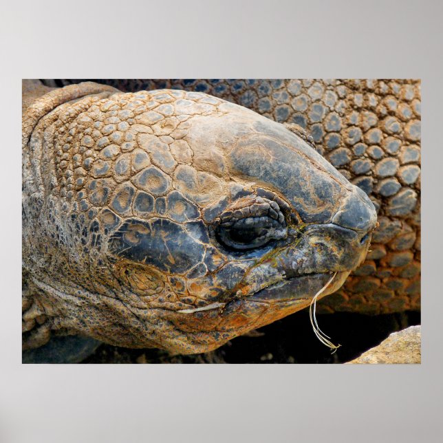 GIANT TORTOISE POSTER (Framsidan)