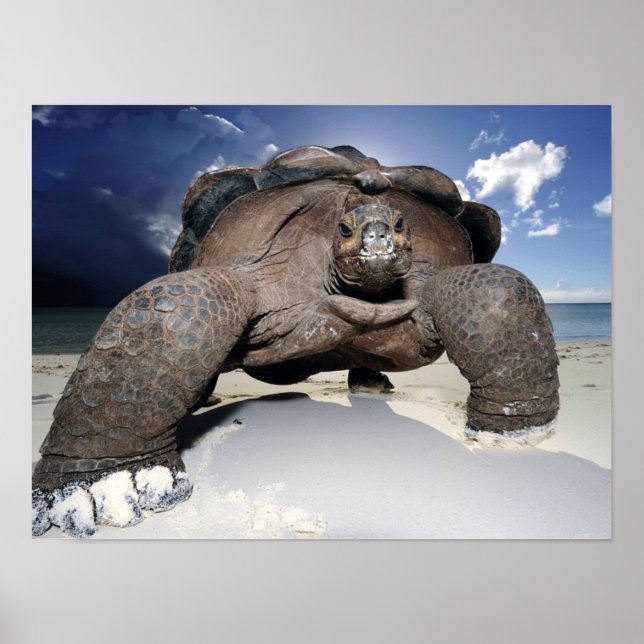 Giant Tortoise poster (Framsidan)
