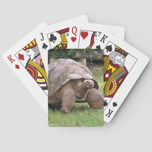 Giant tortoise spelkort (Baksidan)