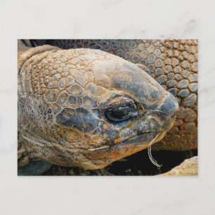 GIANT TORTOISE VYKORT