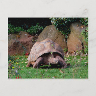 Giant Tortoise Vykort