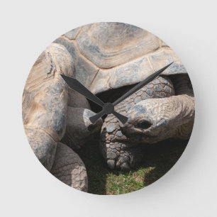 Giant Tortoises Art Photography Rund Klocka