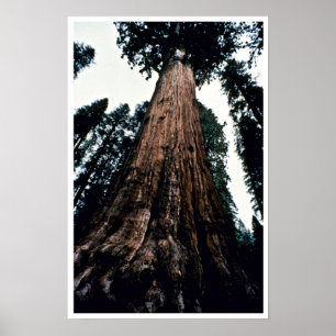 Giant Träd - Sequoias nationalpark Poster