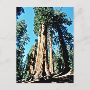 Giant Träd - Sequoias nationalskog Vykort