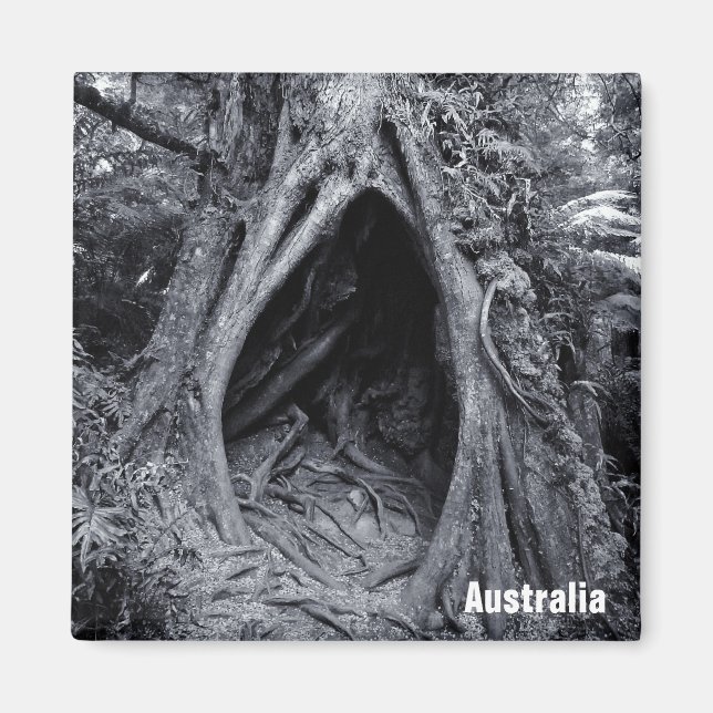 Giant Träd, Tree hugger, Australien (Fridge Magnet (Framsidan)