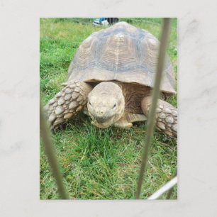 Giant Turtle, 1 Vykort