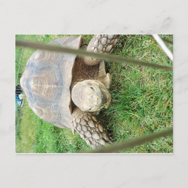 Giant Turtle, 1 Vykort (Framsida)