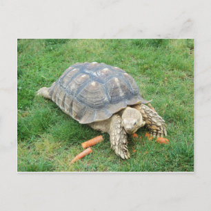 Giant Turtle 2 Vykort
