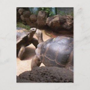 Giant Turtle Kiss Vykort