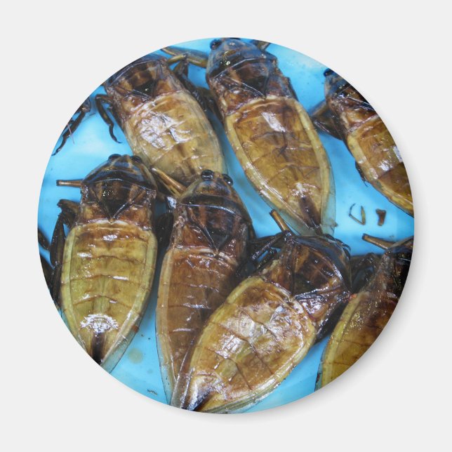 Giant Vatten Kryp (Maeng Daa) ... Asiatisk mat Magnet (Framsidan)