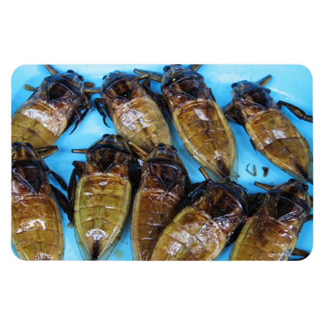 Giant Vatten Kryp (Maeng Daa) ... Asiatisk mat Magnet (Horisontell)