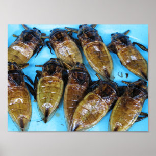 Giant Vatten Kryp (Maeng Daa), torkad ... Asiatisk Poster