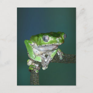 Giant Waxy Monkey Frog vykort