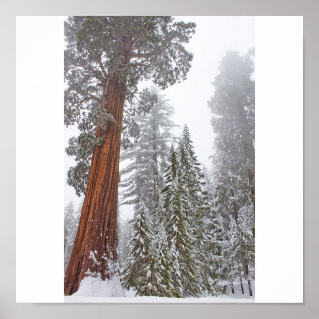 Giants II Poster (Framsidan)