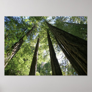 ’Giants’, Muir Skogen Poster