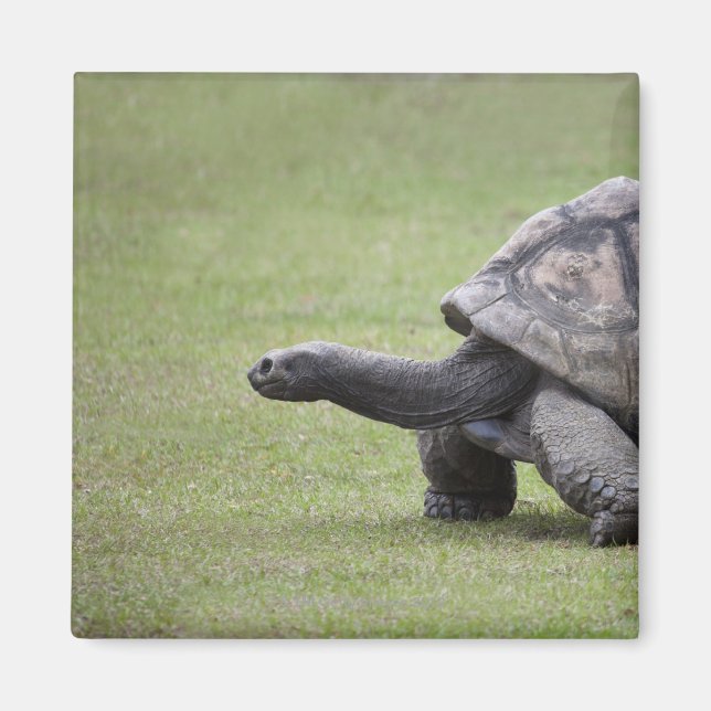 Giantsköldpadda i gräs magnet (Framsidan)