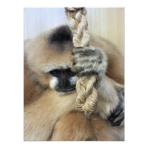 GIBBON FOTOTRYCK