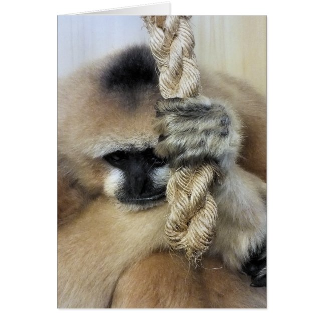 GIBBON-kort Hälsningskort (Framsidan)