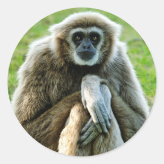Gibbon, Låt oss prata om livets innebörd... Runt Klistermärke