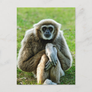 Gibbon, Låt oss prata om livets innebörd... Vykort
