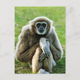 Gibbon, Låt oss prata om livets innebörd... Vykort